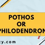 Pothos or Philodendron