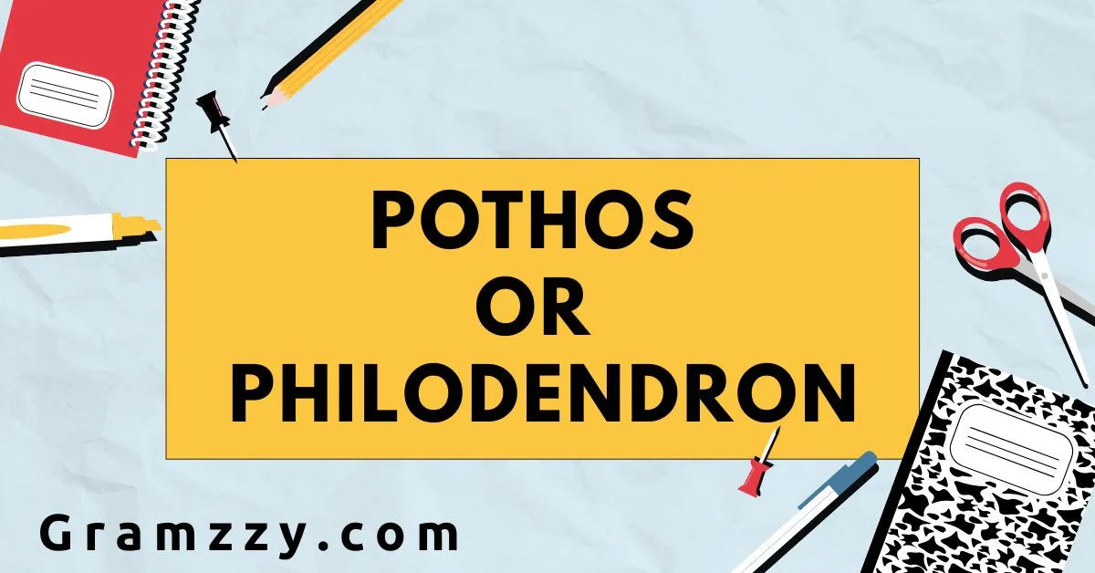 Pothos or Philodendron